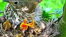 发现两窝同样的鸟，幼崽们很饿的样子，鸟妈咋不给它们喂食呢？#探秘鸟世界 #鸟类摄影 #野生动物零距离