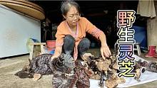 大舅运气不错哦！拿一袋野生灵芝来给燕子帮忙卖，又是一批抢手货