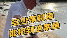多少条鳄鱼能抢到这条鱼#鳄珍 