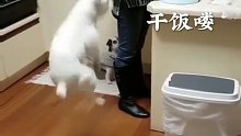 狗子的沙雕行为2