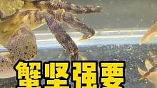 蟹坚强要恋爱了 #蟹坚强 #frank的私人水族馆