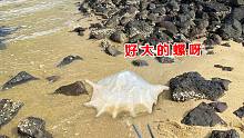 阿聪赶海第一次捡巨型大白螺，形状奇特比脸还大，有人认识吗？