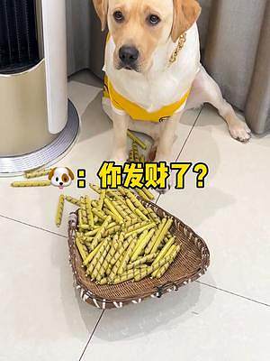 狗子：扣扣搜搜的，一句話到底給不給吃！#八分之一更好去愛TA #抖in萌寵計(jì)劃  #美好生活盡在抖音