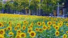 海沧体育中心旁边的向日葵花开了，停车方便，和小伙伴们来打卡吧#向日葵花海 #厦门周边游 #厦门暑假就