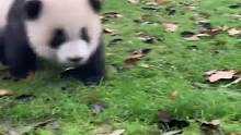 #熊猫 #搞笑  唱挺好 再来亿遍 @DOU+小助手 