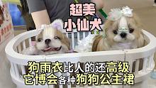 超美小仙犬好想抱回家！狗雨衣比人的还高级！扎辫子西施犬和仙美狗狗公主裙狗婚纱，杭州宠物它博会现场