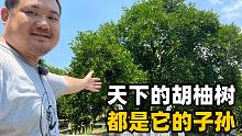浙江常山澄潭村：这里是胡柚的发源地，村里有棵胡柚祖宗树