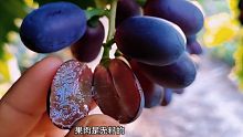 看完这个视频你才知道什么是新疆葡萄