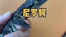 尼罗鳄#人工养殖鳄鱼 #鳄鱼养殖场 #鳄鱼苗 #危险动作请勿模仿 