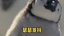 小企鹅有什么坏心思呐，只是生活艰难，但依旧可可爱爱！#企鹅 #娱乐评论大赏  