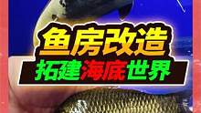 海底乐园鱼房精心打造第一天，猛鱼缸抢鱼波澜四起，区域划分整齐 #宠物 #鱼房改造 #海底世界