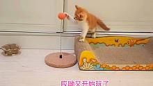 捡来的小橘猫给它啥玩具都爱玩，玩累了睡觉都压在身下，怕被拿走