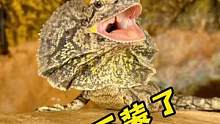 快帮我看看这小伙子嚯嚯了谁？！#爬宠 #养爬姑娘 #异宠 #伞蜥 #澳洲伞蜥