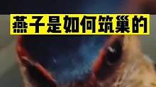 燕子是如何筑巢的，这房子不要钱全靠“吐”……#人间奇趣记录仪 #燕子窝 #不可思议   #万物皆有灵