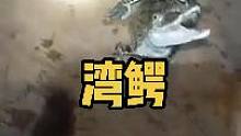 铁子的湾鳄好大能吃能拉 #湾鳄 #鳄鱼养殖 