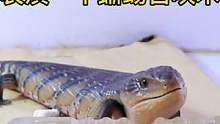 蜥蜴召唤术！养蓝舌养出狗的感觉#爬宠 #蜥蜴 #蓝舌石龙子 #奇妙的动物 #萌宠