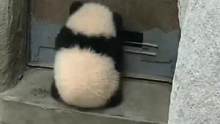 #小熊猫和#小浣熊开门的区别真可爱呀