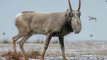 神奇的北鼻#高鼻羚羊