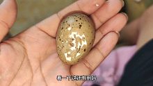 村里人送来的鸟蛋，孵化器被迫营业了，碎成这样看看还有救不！
