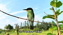 集颜值与飞行能力于一身的鸟！这家伙到底是蓝喉还是栗喉呢？
