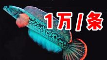 震惊！一条黑鱼竟然可以卖到上万块钱？