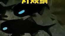 会发光的鱼类，灯颊鲷 #灯颊鲷 #frank的私人水族馆