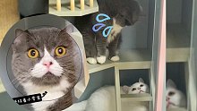 笑死了！第一次看到这么心虚的猫哈哈哈哈哈哈哈！
