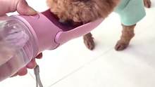 外出携带折叠水杯，按压就可喝水，再也不用拿着矿泉水到处找碗了#萌宠好物 #家有萌宠 #宠物用品推荐
