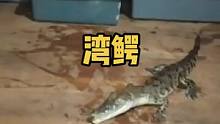 随便喂一点，弹跳力还行 #湾鳄 #鳄鱼养殖