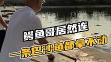 鳄鱼哥尽然连一条巴沙鱼都拿不动#鳄珍