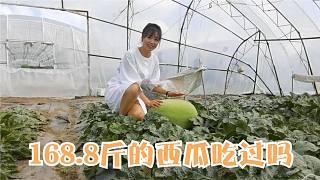 齐齐哈尔兴十四村，一个西瓜168.8斤比人还重，这么大能好吃吗
