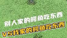 别人家的鳄鱼吃东西VS我们家的鳄鱼吃东西#鳄珍 