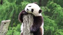 不懂就问！这颗熊猫团子是从树上长出来的吗？