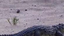 尼罗鳄刚产下卵，非洲巨蜥就来偷蛋！#动物世界 #尼罗鳄