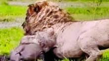 狮子狩猎疣猪#动物世界 #精彩片段 #狮子 #疣猪 #万物皆有灵性 