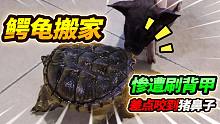 养了11年的13斤大鳄龟搬家，凶狠起来差点啃掉猪鼻，直接刷洗干净