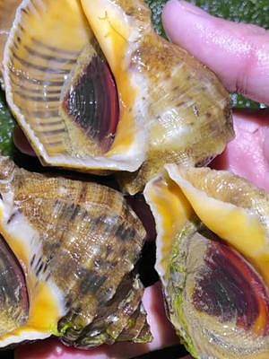 发现三窝“黄花螺”有20多斤，要发财节奏，收获海螺、螃蟹值上千块#赶海#新农村计划2022 #创作者