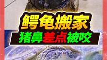 养了11年的13斤大鳄龟搬家，凶狠起来差点啃掉猪鼻，直接刷洗干净 #佛鳄龟 #鳄龟 #奇妙的动物