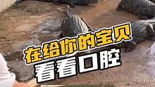 鳄鱼哥在给你的宝贝看看口腔#鳄珍