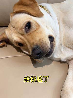 狗子睡覺千萬別去惹，不然……#動物圖鑒 