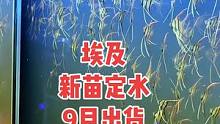 2022年定水埃及鱼苗，纯野生。现在可以开始预定啦！9月出鱼#埃及神仙鱼
