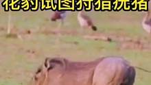 花豹试图狩猎疣猪不料被其吓跑#动物世界 #精彩片段 #花豹 #疣猪 #万物皆有灵性 