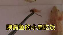 喂鳄鱼的小弟吃饭，比杨子鳄还迷你#爬宠 #蜥蜴 #鳄鱼 #壁虎 #动物