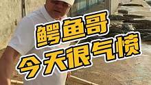 鳄鱼哥今天很气愤#鳄珍 