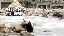 7月29日，四川雅安。女子偶遇野生大熊猫，现场连连惊叹