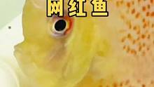 估计这条七彩神仙鱼上辈子是一条埃及神仙鱼吧～
#七彩神仙鱼 #观赏鱼世界 #神奇动物在抖音 #热带鱼