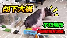养了40天的小香猪闯下弥天大祸，不知悔改直接棒打，最后生气哭了