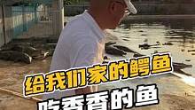 给我们家的鳄鱼吃香香的鱼#鳄珍