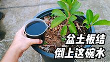 盆土硬得像石头？倒上这碗“水”，不板结不烂根，养花就是好！