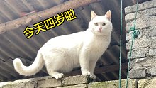 被女汉子养成狗的猫，今天四岁啦